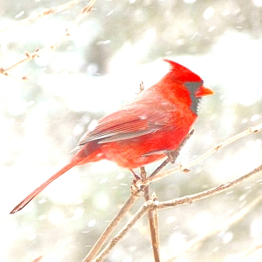 Wishing all my Poshmark friends a joyful  Merry Christmas and extended families!